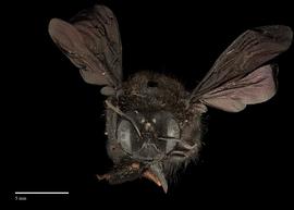  Xylocopa sp. female, face, photo: J. Scott Adams 

